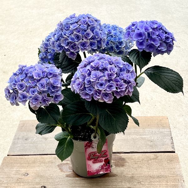 楽天市場 庭木 植木苗 紫陽花 雨のち星 ブルー あじさい アジサイ 遊恵盆栽 楽天市場店