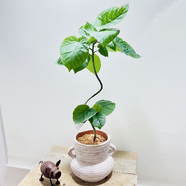 大好き 鉢植え つぼ型 ウンベラータ おしゃれ 観葉植物 フィカス 鉢花 Charterpad Com