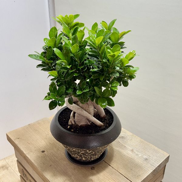 8160円 入手困難 おしゃれ 観葉植物