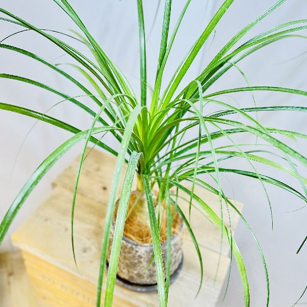 超お買い得 おしゃれ 観葉植物 ポニーテール トックリラン ノリナ 鉢植え 受皿付 Qdtek Vn