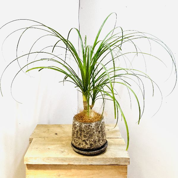 おしゃれ 観葉植物 ポニーテール トックリラン ノリナ 受皿付 鉢植え 堅実な究極の トックリラン