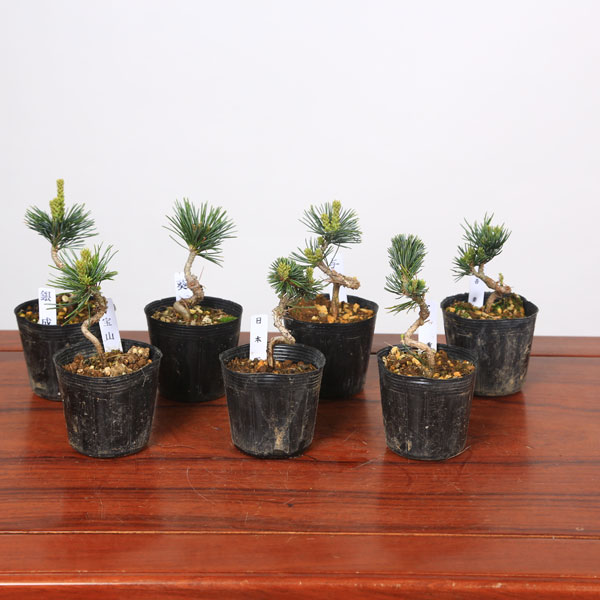 楽天市場】庭木：五葉松 特選大株 現品一点限り 2番 *【送料無料】ご