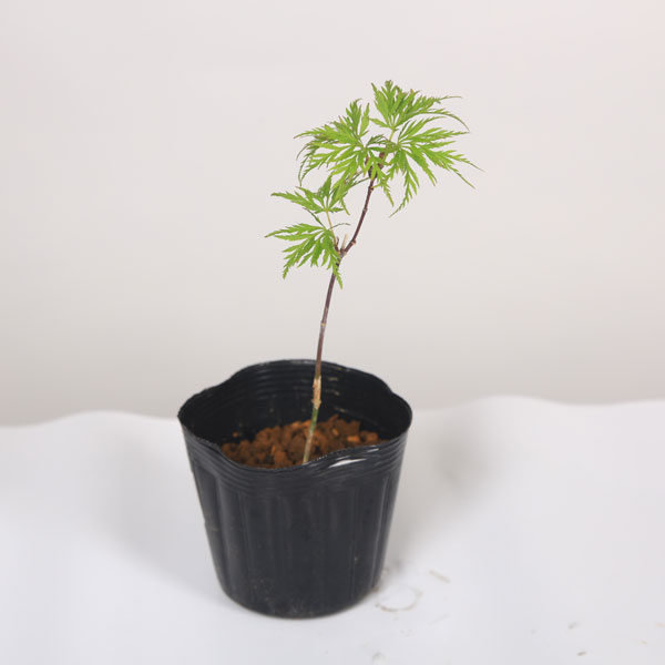 楽天市場】苗：やぶさんざし（メス）*ヤブサンザシ 藪山査子 雌木