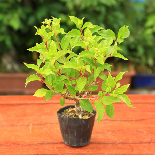 楽天市場】苗：やぶさんざし（メス）*ヤブサンザシ 藪山査子 雌木