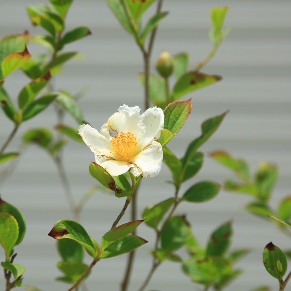 市場 庭木 シャラの木 植木 夏椿 現品限り なつつばき
