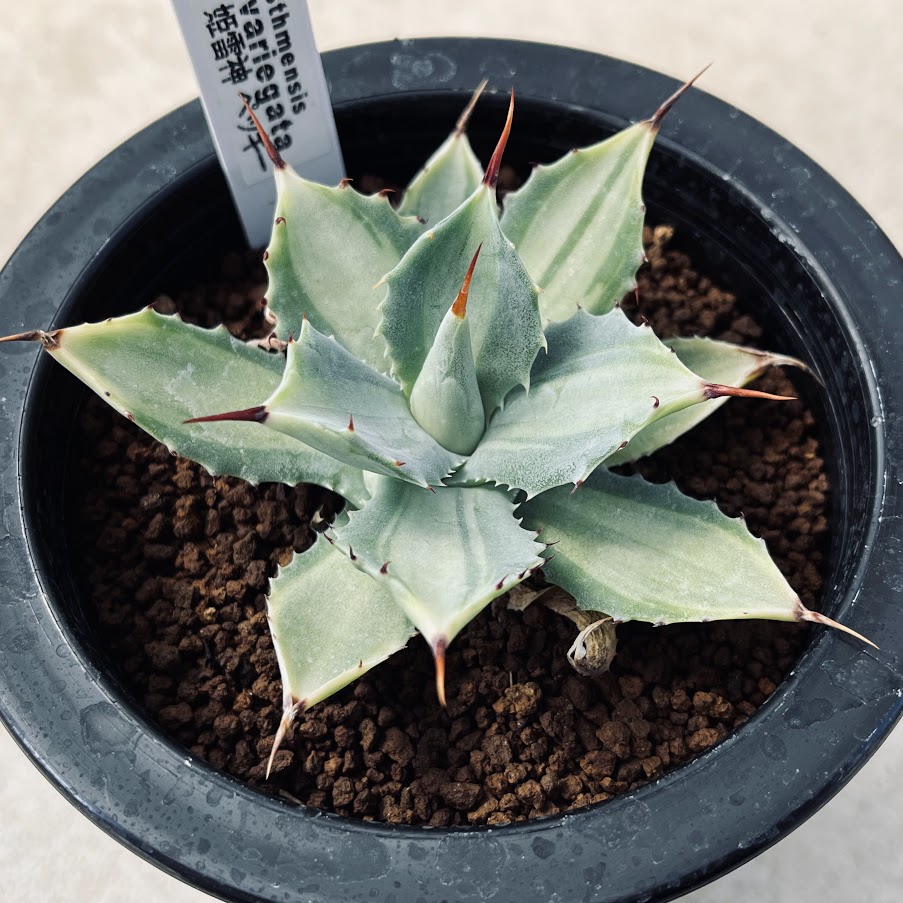 楽天市場】多肉植物：アガベ アメリカーナ錦 那智の輝き*幅18cm