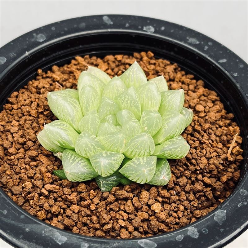 楽天市場】多肉植物：ハオルチア オブツーサ交配美種 ミッドナイト錦*幅8ｃｍ 現品！一品限り : 遊恵盆栽 楽天市場店