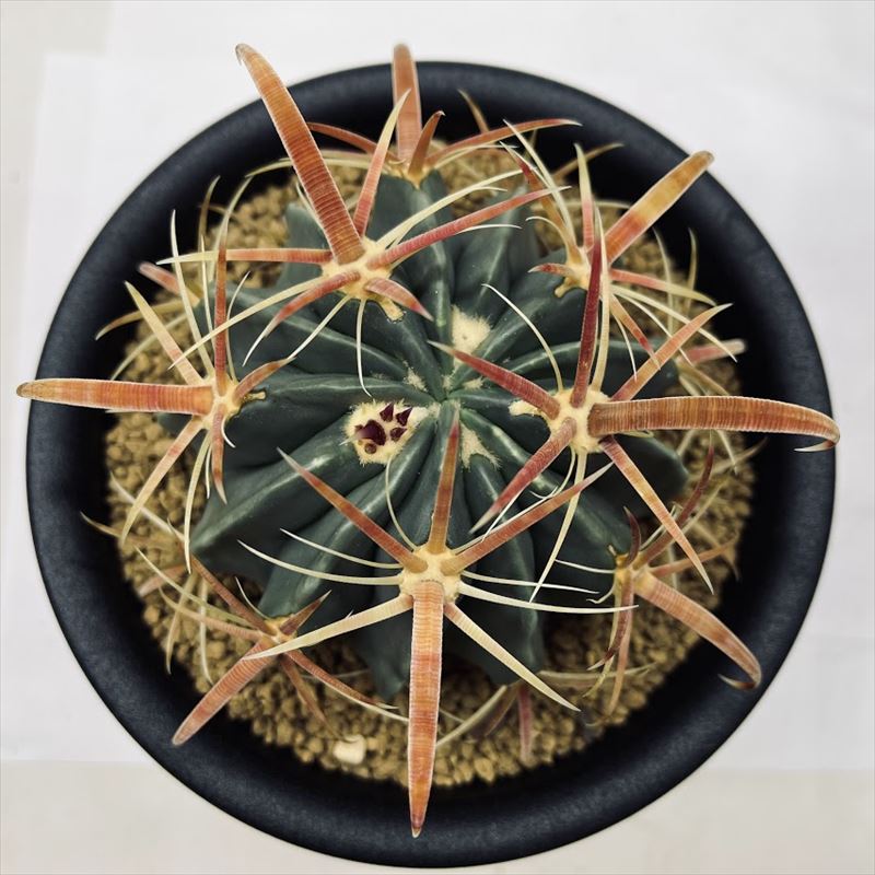 【現品】サボテン・フェロカクタス・日の出丸　7号　M8番 サボテン：フェロカクタス 日の出丸*L 幅8.5cm