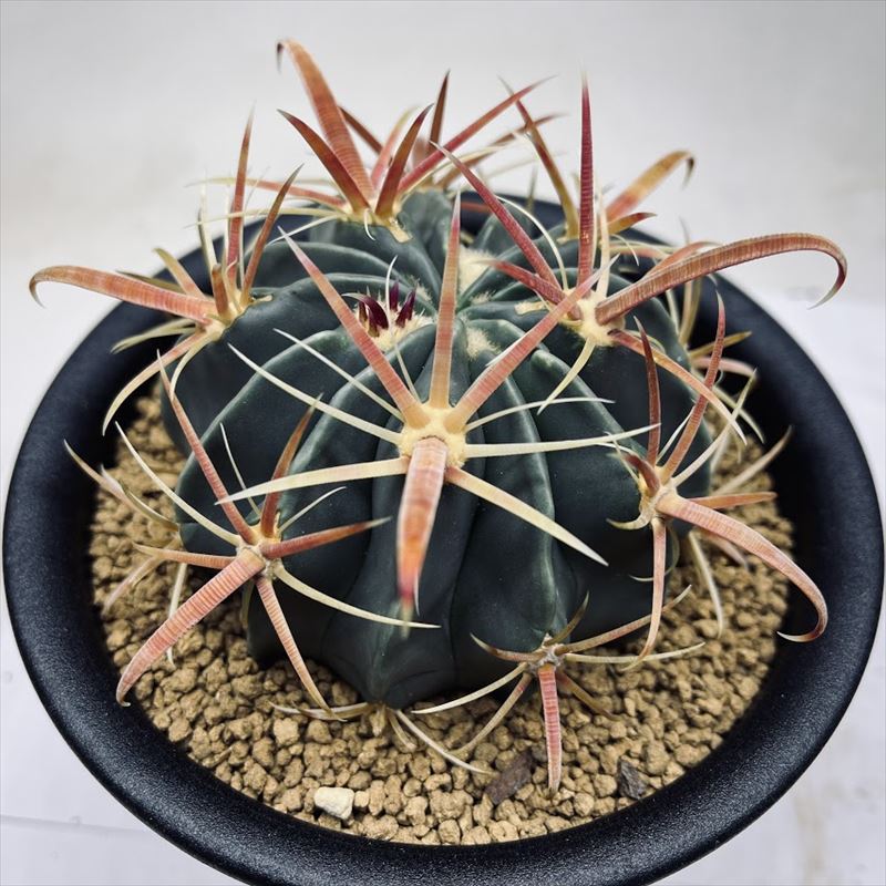 サボテン：フェロカクタス 日の出丸*L 幅8.5cm