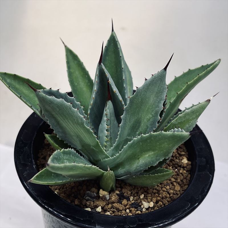 楽天市場】多肉植物：アガベ ポタトルム キュービック*幅24cm