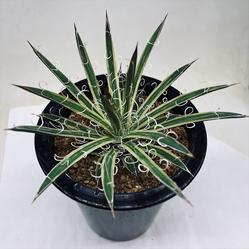 極品アガべ樹氷濃白株多肉植物  17cm 極品アガべ樹氷濃白株多肉植物 17cm 【公式通販】