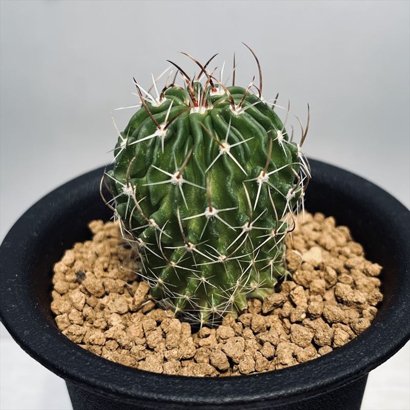 楽天市場】サボテン：エキノフォスロカクタス 竜剣丸*幅3cm