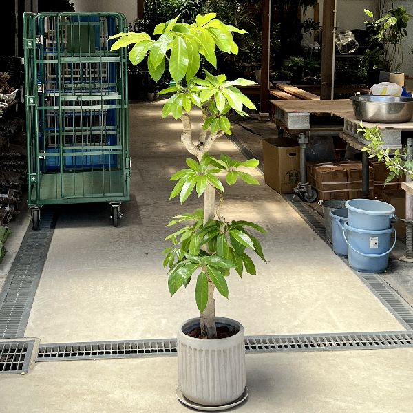 おしゃれ 観葉植物