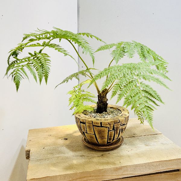 今日の超目玉 おしゃれ 観葉植物 シダ植物 ヘゴシダ 鉢植え 受皿付