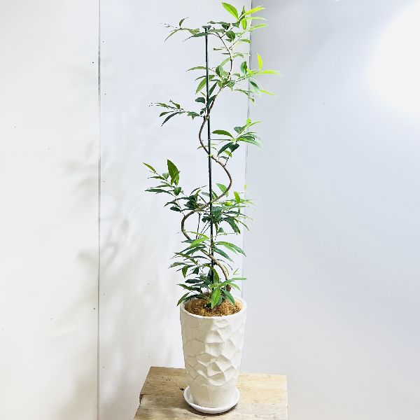 おしゃれ 観葉植物 在庫処分