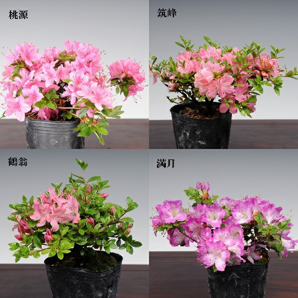 貴重躑躅　ミヤマキリシマ　深山の満月　花芽ついてます　２連木 いかがでしょうか 満開のミヤマキリシマ🌸 2021.5.29 ずーーーーーーーっと見たいと思っ