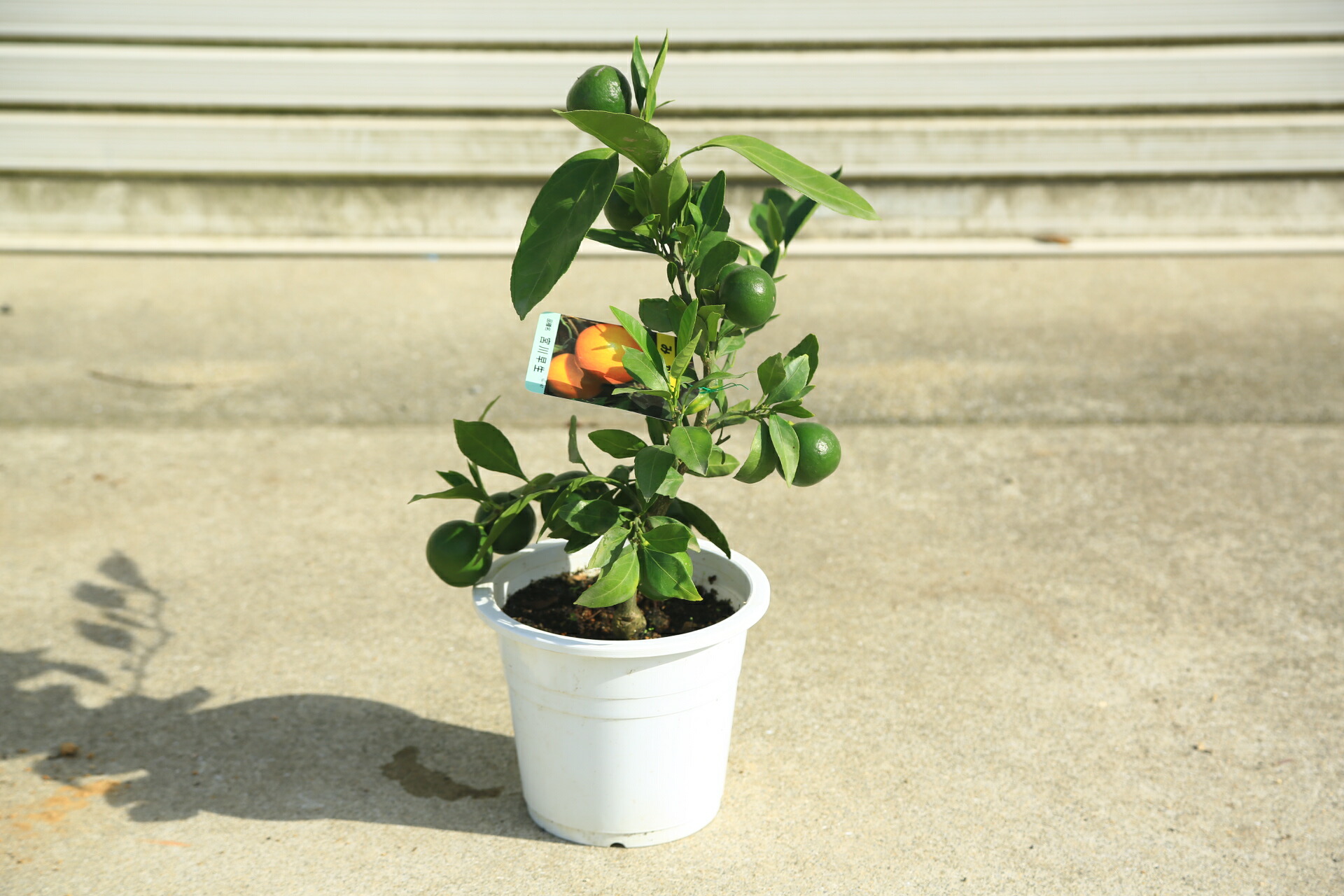 楽天市場】送料無料 庭木・植木・苗木：レモン（れもん）*檸檬 レモン