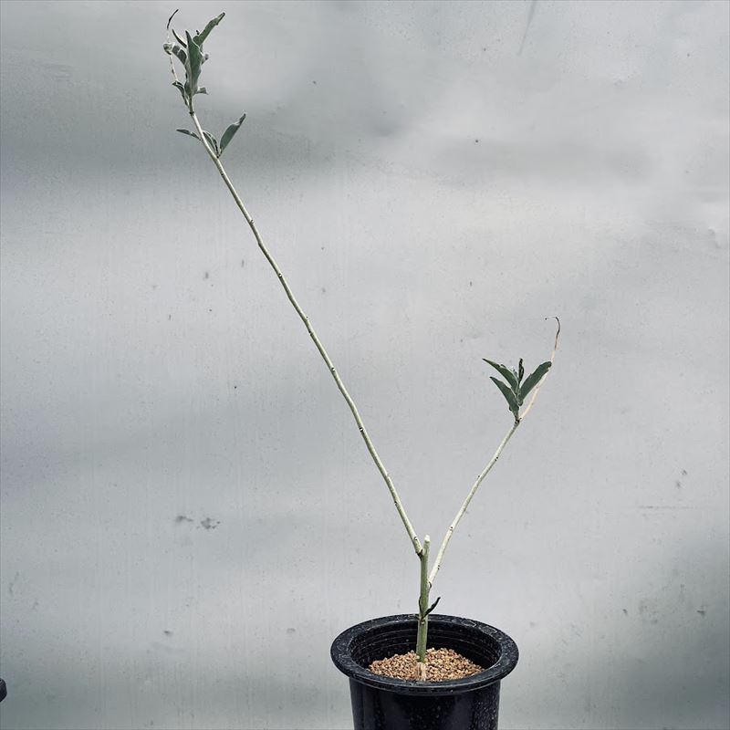 ミ0669 「塊根植物」アデニア スピノーサ 抜き苗【9/22最新到着・Adenia spinosa・多肉植物・丸株・美株】 ミ546 「塊根植物」アデニア グロボーサ 小 抜き苗4&frasl;7最新到着