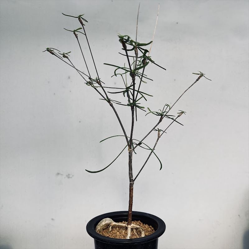 楽天市場】多肉植物：プセウドリトス・クビフォルメ*幅1.5cm : 遊恵