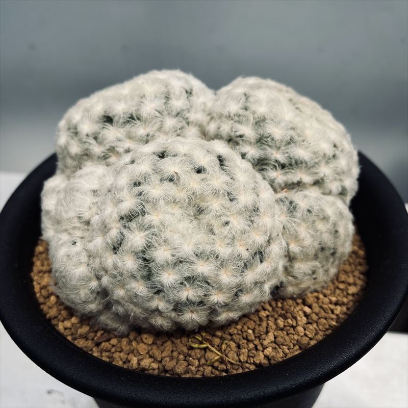 標本株　昭和物　木質化　ギムノカリキウム光琳玉　古い接ぎ降ろし　鉢ごと送料込み 標本株 昭和物 木質化 ギムノカリキウム光琳玉 古い接ぎ降ろし 鉢ごと