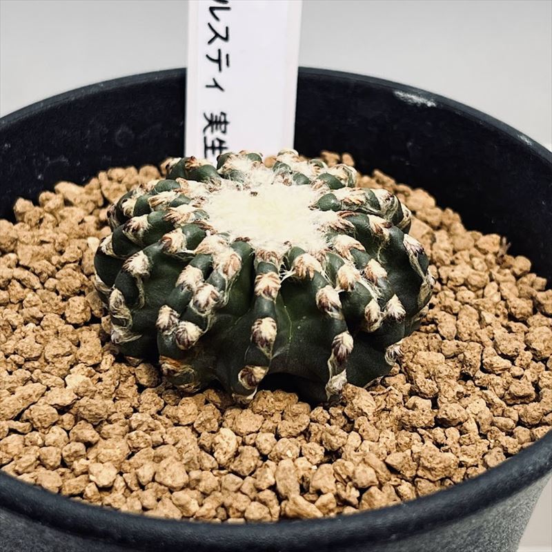 楽天市場】サボテン：ペディオカクタス 飛鳥 ツギ*幅7.5cm 現品！一品