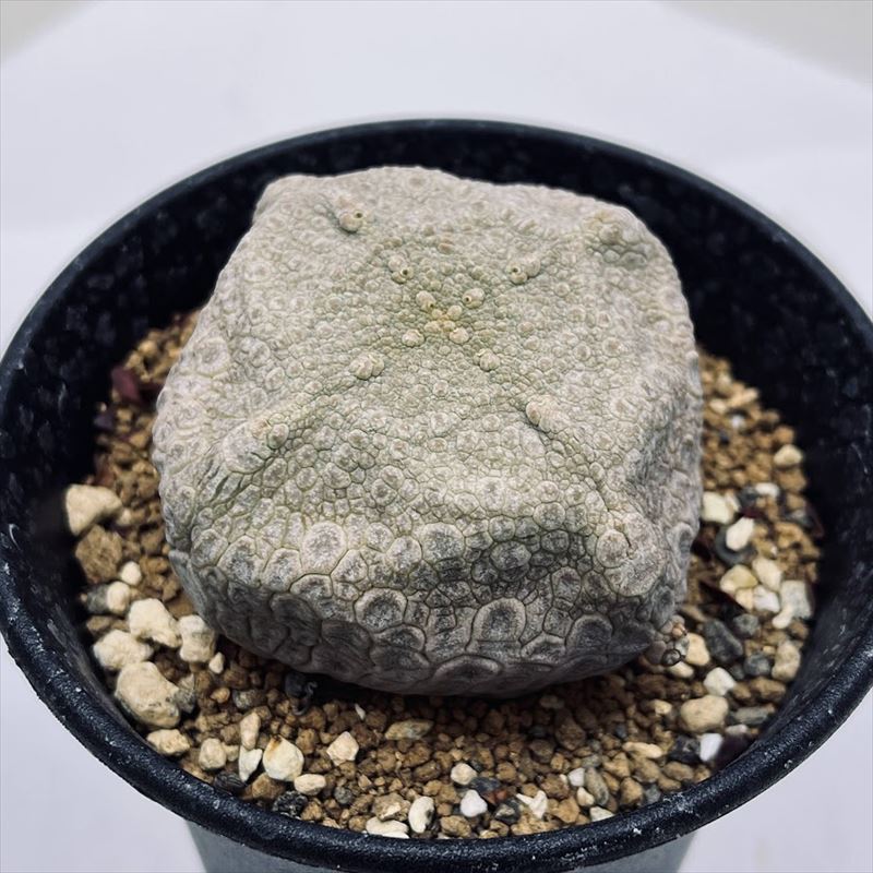 きれい プセウドリトス クビフォルミス③ Pseudolithos cubiformis