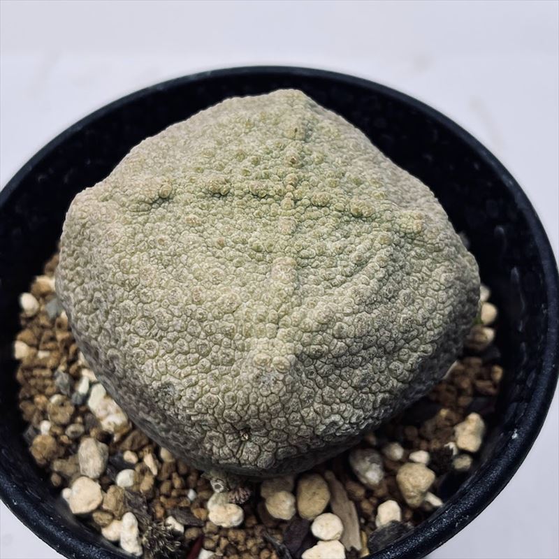 多肉植物