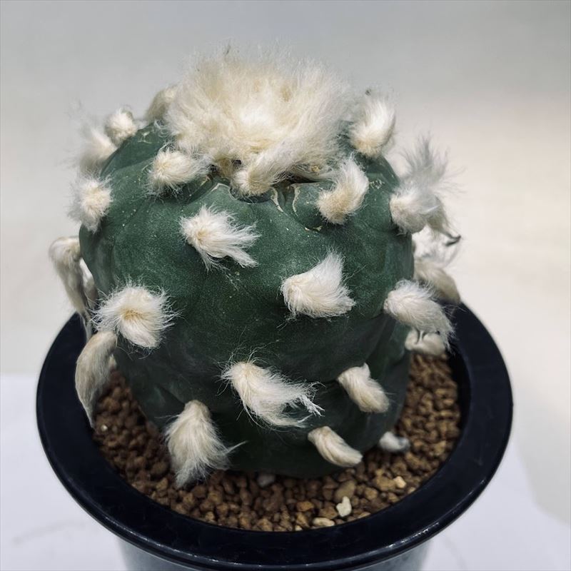 ディフューサ 翠冠玉 大株 鉢植えメルカリ便送料込み 2025年最新】ディフューサの人気アイテム - メルカリ