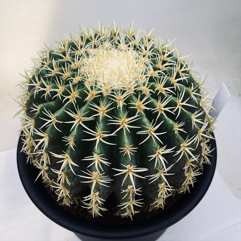 多肉植物｜プラチナ金鯱 Echinocactus プラチナ金鯱 | hanayoshi-botanical