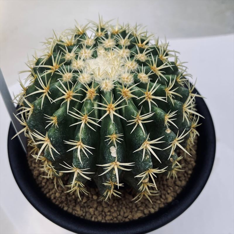 楽天市場】サボテン：エキノカクタス 金鯱錦*幅12cm 現品！一品