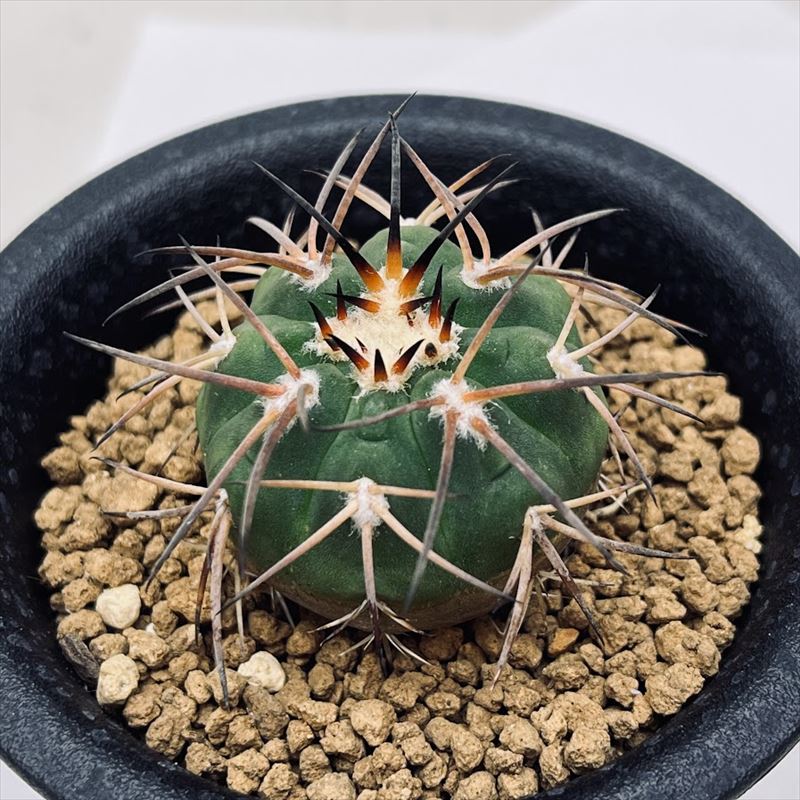 紅蛇丸 ギムノカリキウム サボテン ご確認用 紅蛇丸 ギムノカリキウム サボテン ご確認用 紅蛇丸 ギムノカリキウム