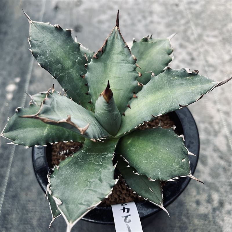 楽天市場】多肉植物：アガベ ホリダ錦*幅33cm 現品！一品限り : 遊恵