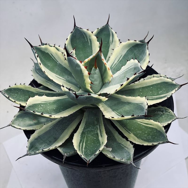 楽天市場】多肉植物：アガベ 吉祥冠錦 覆輪*L 幅16ｃｍ : 遊恵盆栽 