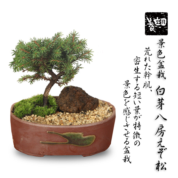 オリーブ 古木 盆栽 樹齢200年 植物 | filmekimi.iksv.org