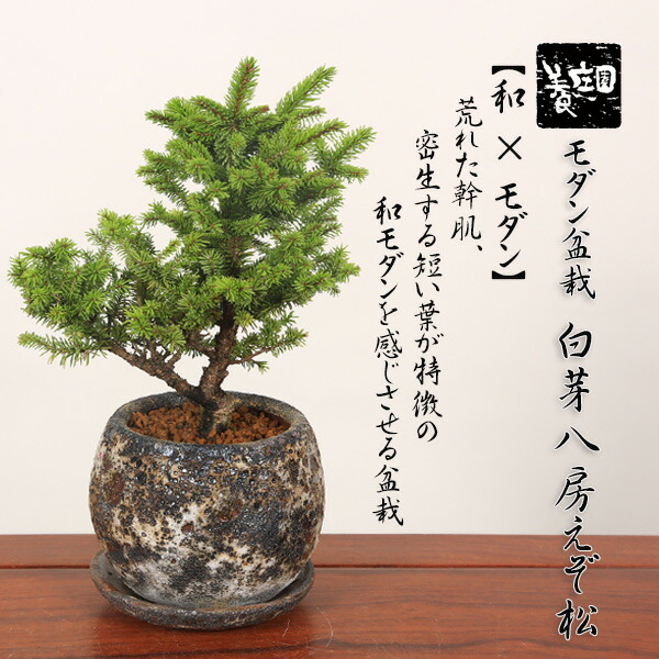 盆栽