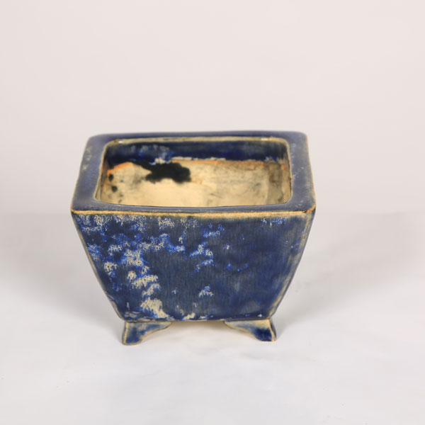 盆栽小鉢：桂雲　正方鉢　11.7cm 【現品】*資材