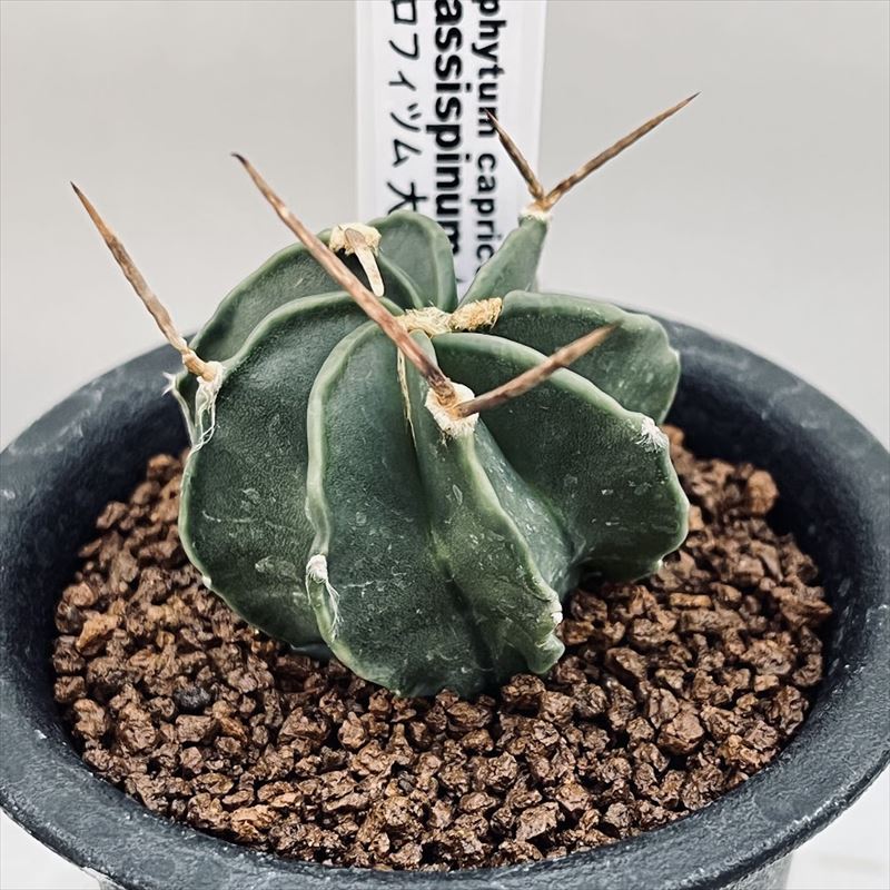 楽天市場】観葉植物 希少 サボテン：ヒモサボテン ヒルデウィン