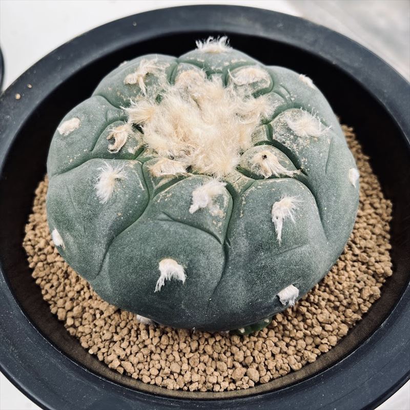 楽天市場】サボテン：ロフォフォラ 疣銀冠玉 キリンツギ*幅9cm 現品