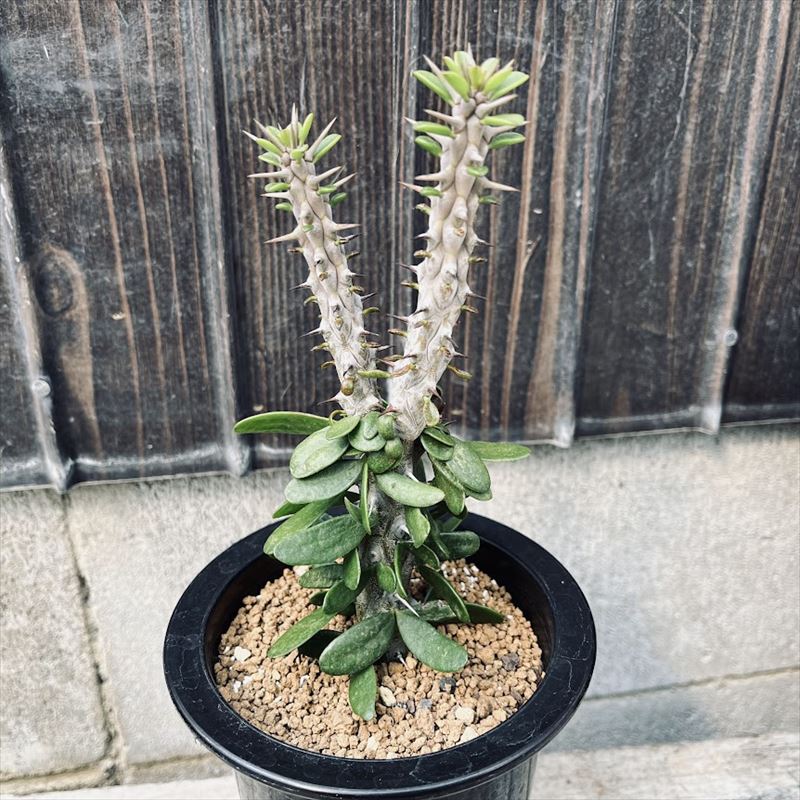 ユーフォルビア　オベサ梵天/珍奇植物/多肉植物 楽天市場】多肉植物：ユーフォルビア オベサ梵天*幅3.5cm