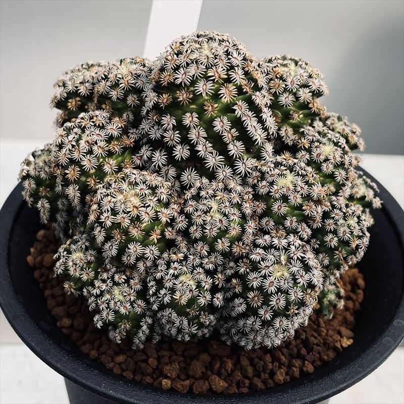 安心の定価販売 サボテン 花 観葉植物