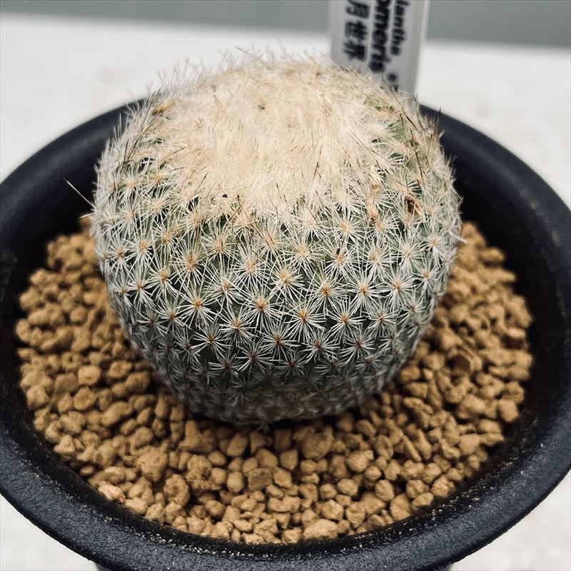 英冠丸 群生 エリオカクタス属 Eriocactus Magnificus 1点もの】Eriocactus magnificus マグニフィカス 英冠玉 群生株