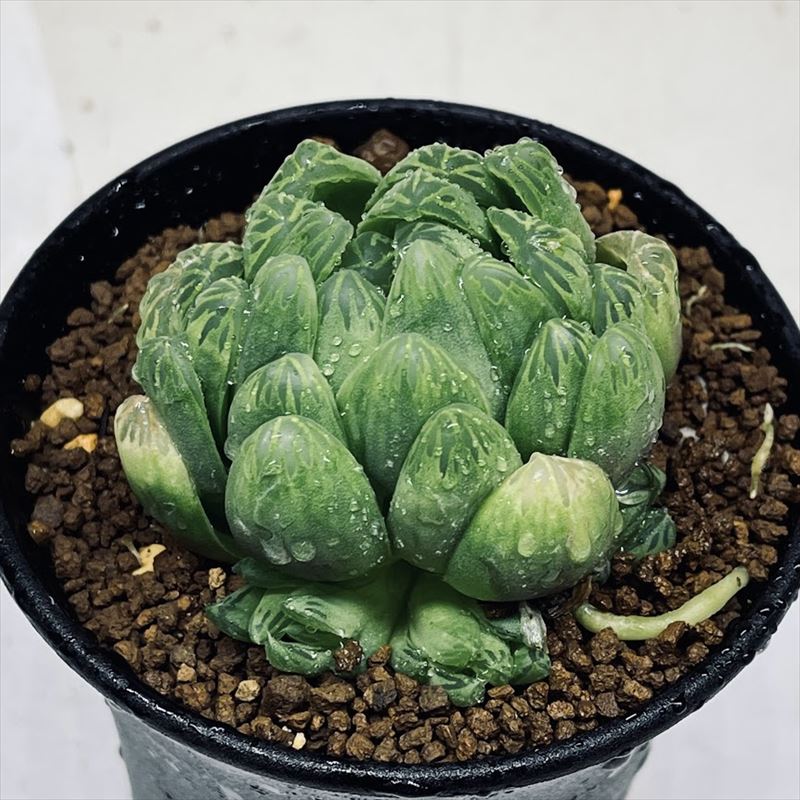 楽天市場】多肉植物：ハオルチア 白うさぎ*幅8ｃｍ : 遊恵盆栽 楽天市場店