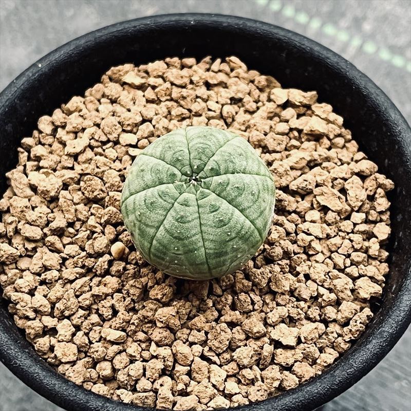 楽天市場】多肉植物：ユーフォルビア シンメトリカ*S 幅4cm : 遊恵盆栽