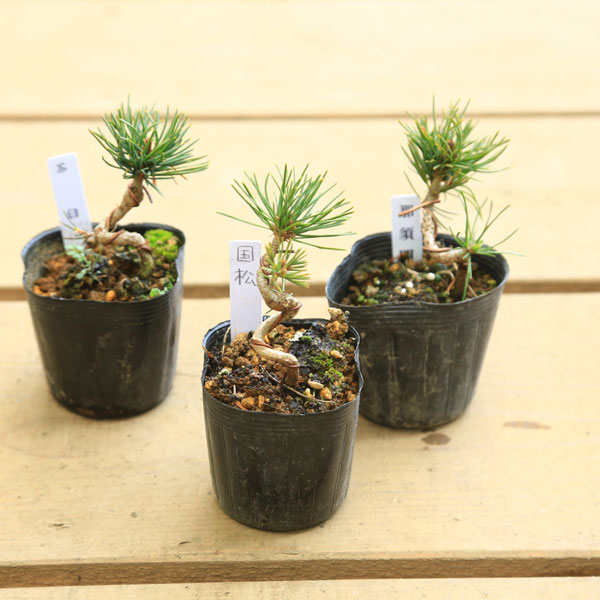 楽天市場】幼木苗：甲州野梅（ピンク）*コウシュウヤバイ やばい