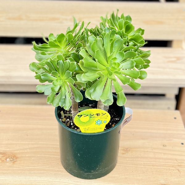 楽天市場】観葉植物：アエオニウム メデューサ錦*5号 メデューサ