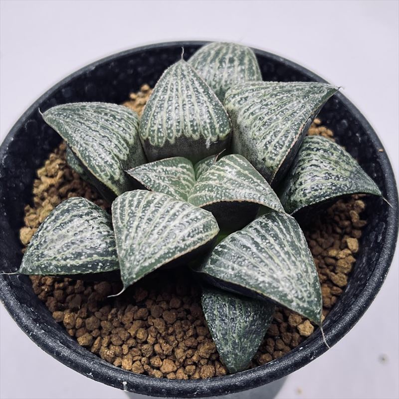 楽天市場】多肉植物：ハオルチア マリン×オブツーサ錦の実生*幅5cm