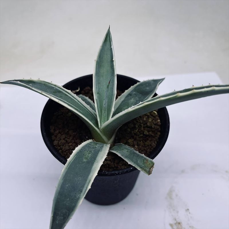 アガベ　アメリカーナ錦 アガベ アメリカーナ錦 fit=scale-down,w=1200