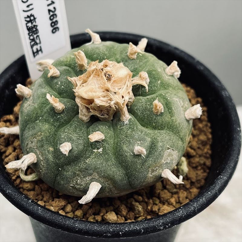 shige！金鯱小苗セット、ご確認用 楽天市場】サボテン：短刺金鯱*幅10cm : 遊恵盆栽 楽天市場店