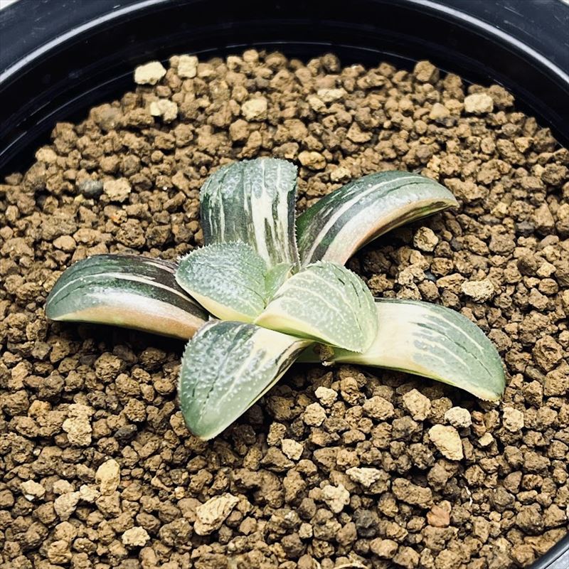 楽天市場】多肉植物：ハオルチア コレクタ錦×ジュピター