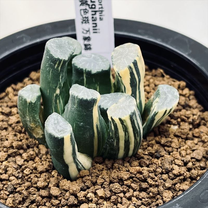中古 多肉植物 acornproperties.co.uk
